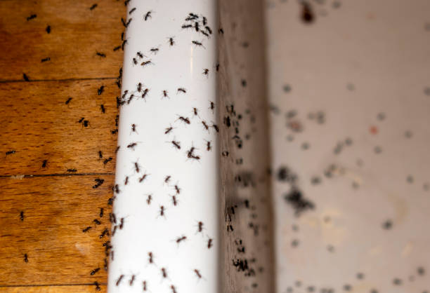 Best Affordable Pest Control Services  in University Heights, OH